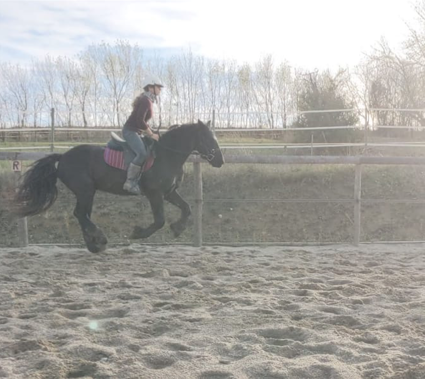 centre-d’Éducation-et-d’Équitation-Éthologique_photo